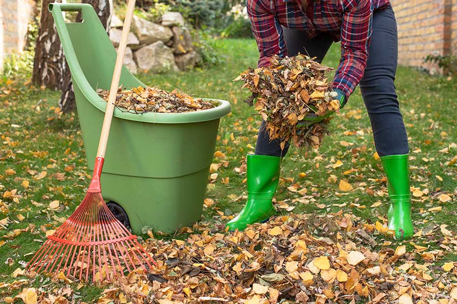 Clearing leaves from the garden in autumn